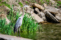 Great Blue Heron 17 - May 12, 2026 Riverside Park - Estherville Iowa
