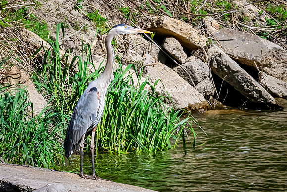 Great Blue Heron 17 - May 12, 2026 Riverside Park - Estherville Iowa