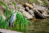 Great Blue Heron 18 - May 12, 2026 Riverside Park - Estherville Iowa
