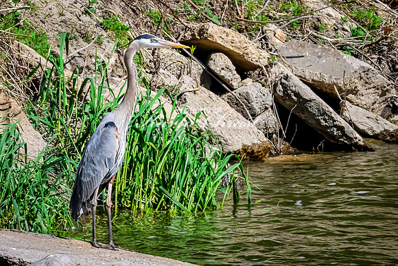 Great Blue Heron 18 - May 12, 2026 Riverside Park - Estherville Iowa