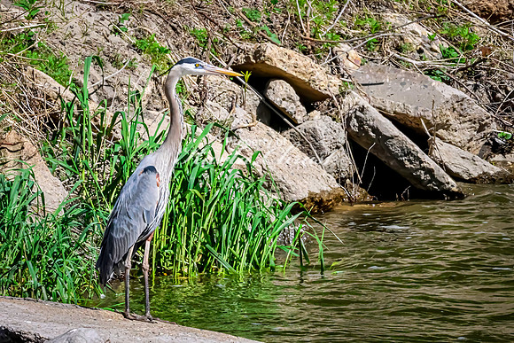 Great Blue Heron 19 - May 12, 2026 Riverside Park - Estherville Iowa