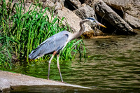 Great Blue Heron 20 - May 12, 2026 Riverside Park - Estherville Iowa