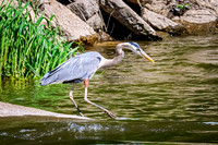 Great Blue Heron 21 - May 12, 2026 Riverside Park - Estherville Iowa
