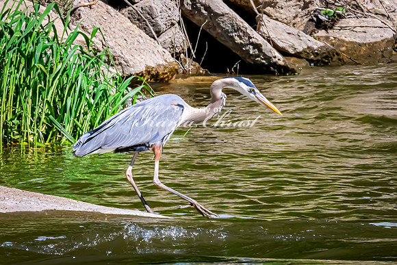 Great Blue Heron 21 - May 12, 2026 Riverside Park - Estherville Iowa