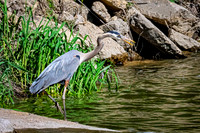Great Blue Heron 22 - May 12, 2026 Riverside Park - Estherville Iowa