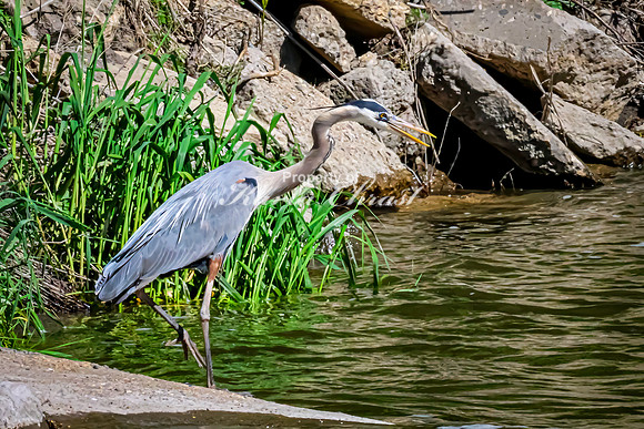Great Blue Heron 22 - May 12, 2026 Riverside Park - Estherville Iowa