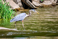Great Blue Heron 23 - May 12, 2026 Riverside Park - Estherville Iowa