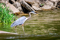 Great Blue Heron 24 - May 12, 2026 Riverside Park - Estherville Iowa