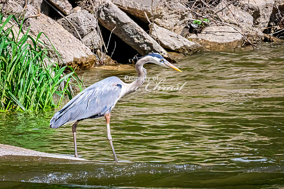 Great Blue Heron 24 - May 12, 2026 Riverside Park - Estherville Iowa