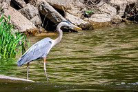 Great Blue Heron 25 - May 12, 2026 Riverside Park - Estherville Iowa