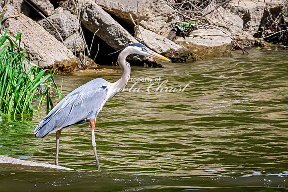 Great Blue Heron 25 - May 12, 2026 Riverside Park - Estherville Iowa
