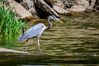 Great Blue Heron 26 - May 12, 2026 Riverside Park - Estherville Iowa