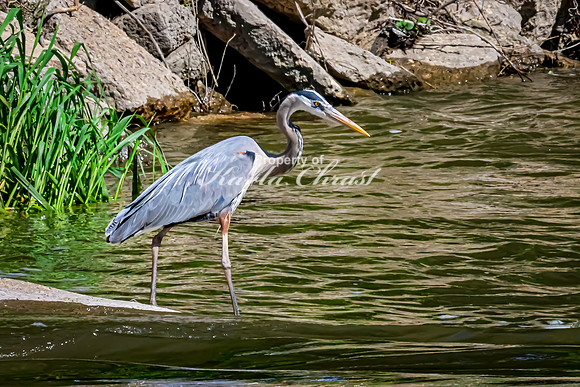Great Blue Heron 26 - May 12, 2026 Riverside Park - Estherville Iowa