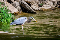Great Blue Heron 27 - May 12, 2026 Riverside Park - Estherville Iowa
