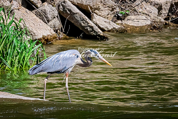 Great Blue Heron 27 - May 12, 2026 Riverside Park - Estherville Iowa