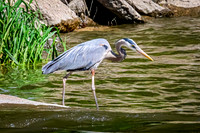 Great Blue Heron 28 - May 12, 2026 Riverside Park - Estherville Iowa