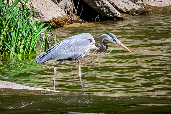 Great Blue Heron 28 - May 12, 2026 Riverside Park - Estherville Iowa