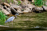 Great Blue Heron 29 - May 12, 2026 Riverside Park - Estherville Iowa