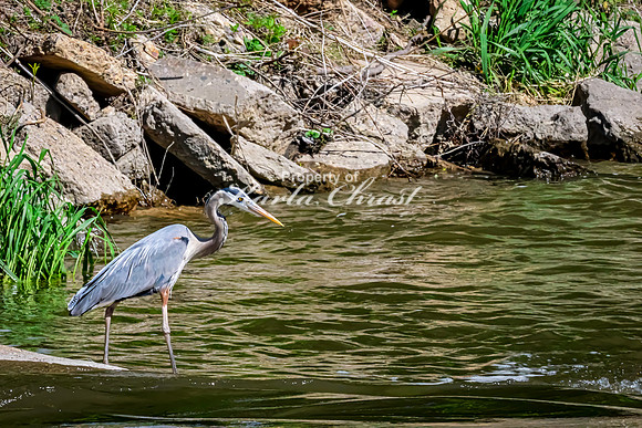 Great Blue Heron 29 - May 12, 2026 Riverside Park - Estherville Iowa