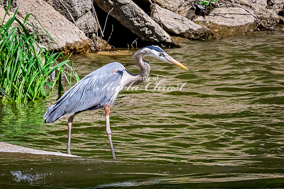Great Blue Heron 30 - May 12, 2026 Riverside Park - Estherville Iowa