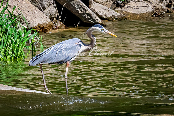 Great Blue Heron 31 - May 12, 2026 Riverside Park - Estherville Iowa