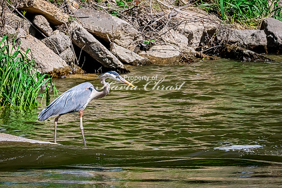 Great Blue Heron 32 - May 12, 2026 Riverside Park - Estherville Iowa