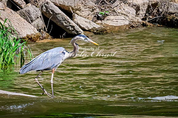 Great Blue Heron 33 - May 12, 2026 Riverside Park - Estherville Iowa