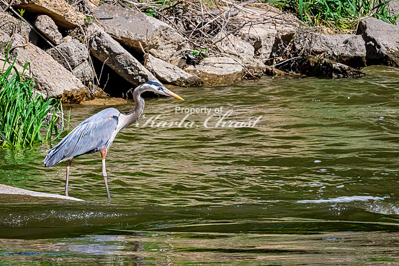 Great Blue Heron 35 - May 12, 2026 Riverside Park - Estherville Iowa