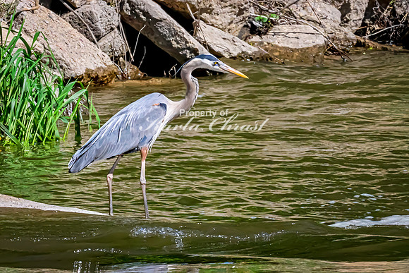 Great Blue Heron 34 - May 12, 2026 Riverside Park - Estherville Iowa