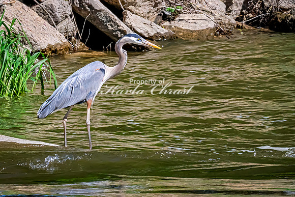 Great Blue Heron 36 - May 12, 2026 Riverside Park - Estherville Iowa