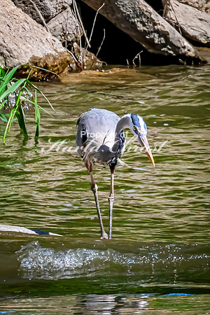 Great Blue Heron 37 - May 12, 2026 Riverside Park - Estherville Iowa