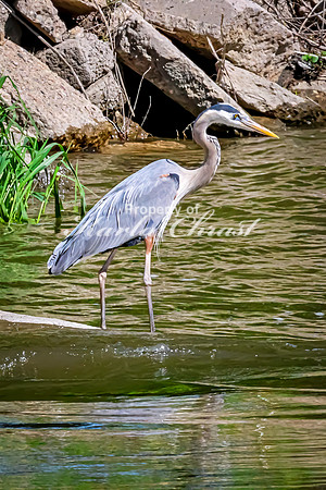Great Blue Heron 38 - May 12, 2026 Riverside Park - Estherville Iowa