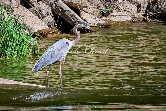 Great Blue Heron 39 - May 12, 2026 Riverside Park - Estherville Iowa
