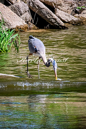 Great Blue Heron 40 - May 12, 2026 Riverside Park - Estherville Iowa