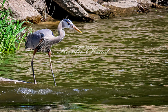 Great Blue Heron 41 - May 12, 2026 Riverside Park - Estherville Iowa