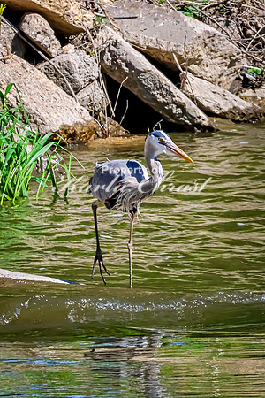 Great Blue Heron 42 - May 12, 2026 Riverside Park - Estherville Iowa
