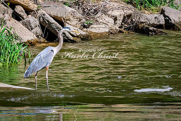Great Blue Heron 43 - May 12, 2026 Riverside Park - Estherville Iowa
