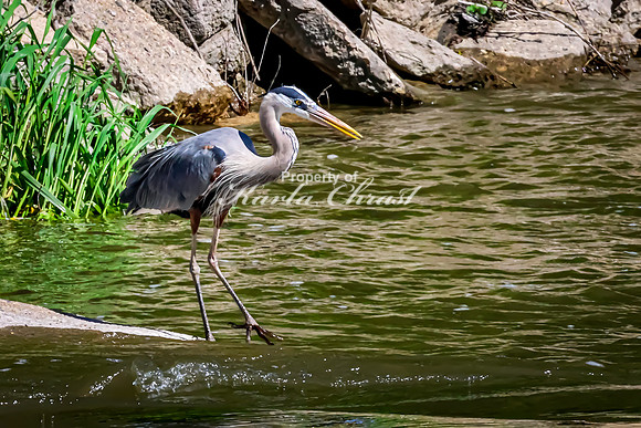 Great Blue Heron 44 - May 12, 2026 Riverside Park - Estherville Iowa