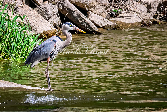 Great Blue Heron 45 - May 12, 2026 Riverside Park - Estherville Iowa