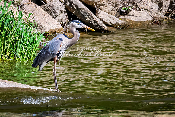 Great Blue Heron 46 - May 12, 2026 Riverside Park - Estherville Iowa