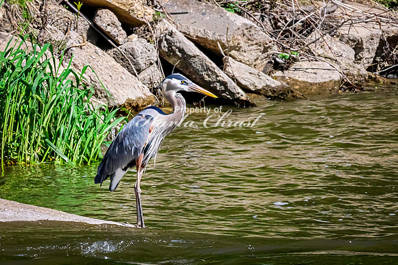 Great Blue Heron 47 - May 12, 2026 Riverside Park - Estherville Iowa