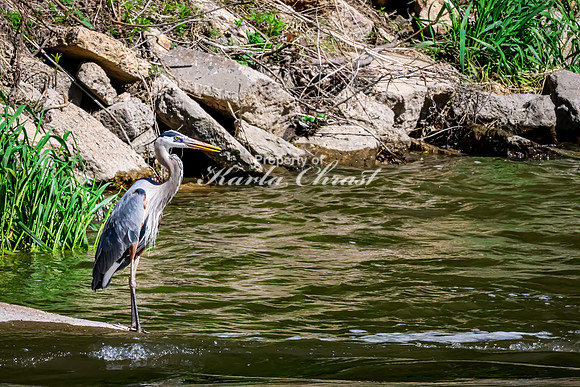 Great Blue Heron 48 - May 12, 2026 Riverside Park - Estherville Iowa