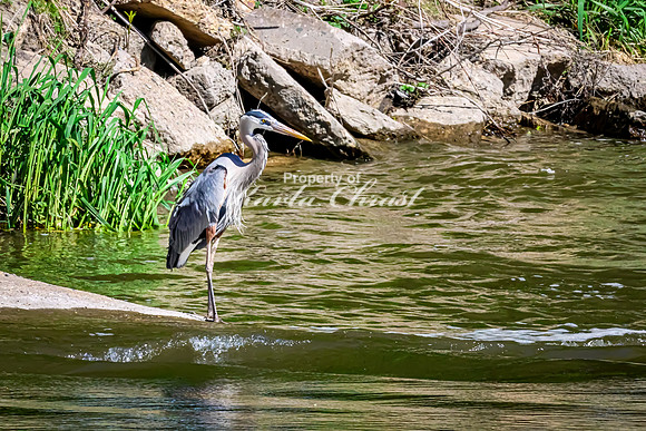 Great Blue Heron 49 - May 12, 2026 Riverside Park - Estherville Iowa