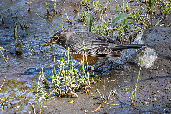 American Robin - May 12, 2026 Riverside Park - Estherville Iowa