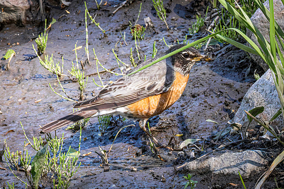 American Robin - May 12, 2026 Riverside Park - Estherville Iowa