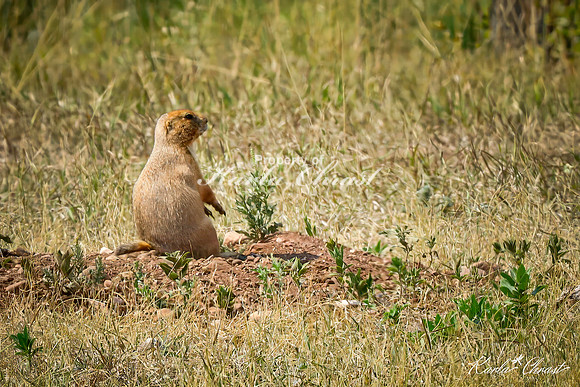 Black-tailed Prairie Dog 99 -September 10, 2024, Custer State Park