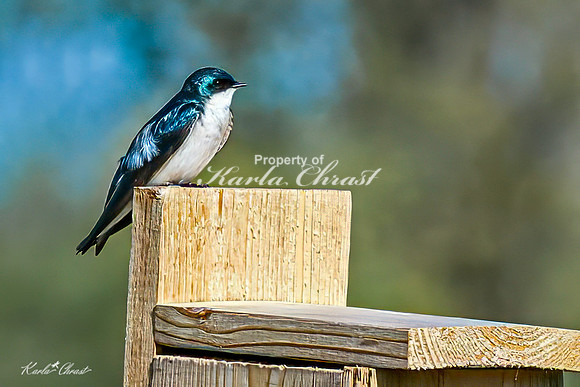 Tree Swallow 16 - May 05, 2025 DeSoto National Wildlife Refuge