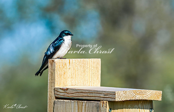 Tree Swallow 20 - May 05, 2025 DeSoto National Wildlife Refuge