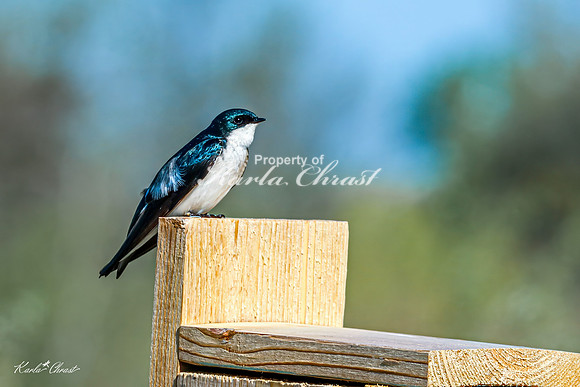 Tree Swallow 21 - May 05, 2025 DeSoto National Wildlife Refuge