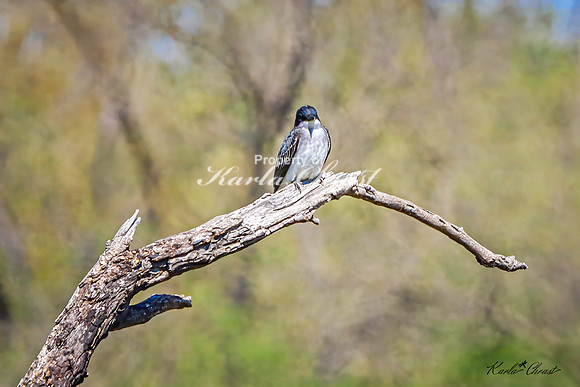 Eastern Kingbird 9 - May 05, 2025 DeSoto National Wildlife Refuge